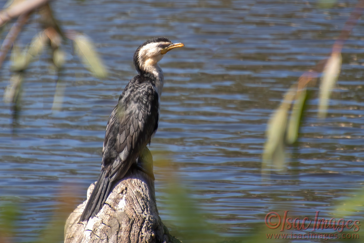 Click image for larger version  Name:	4434-Little_Pied_Cormorant.jpg Views:	16 Size:	285.0 KB ID:	505865