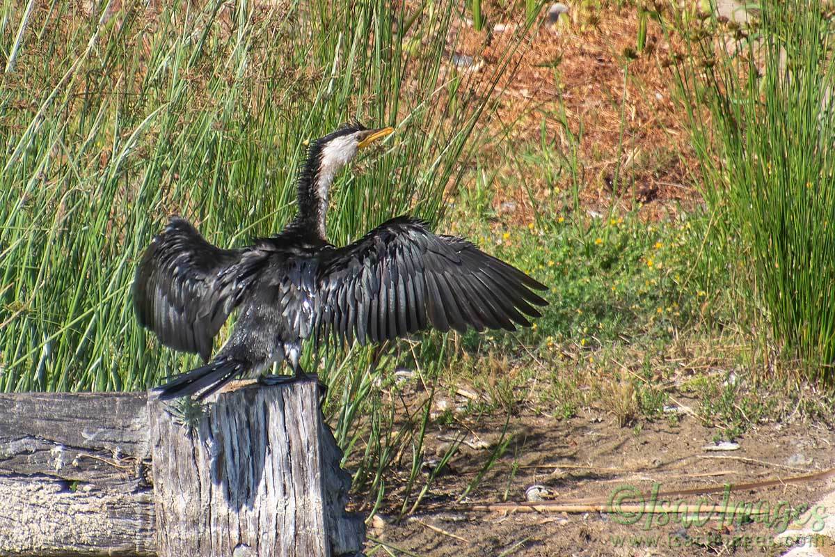 Click image for larger version  Name:	4515-Little_Pied_Cormorant.jpg Views:	14 Size:	257.8 KB ID:	505866
