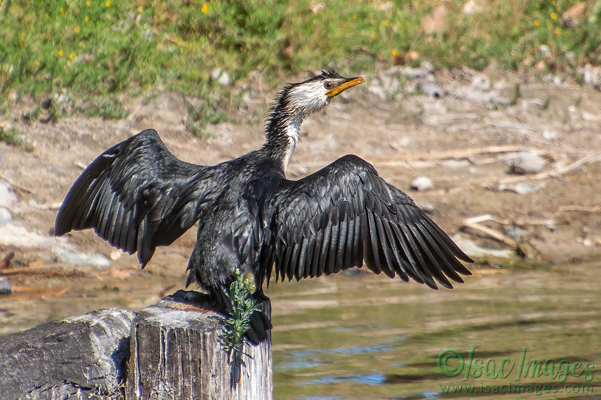Click image for larger version  Name:	4522-Little_Pied_Cormorant.jpg Views:	15 Size:	288.7 KB ID:	505867