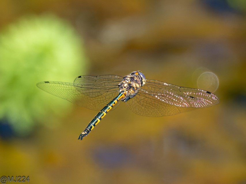 Click image for larger version

Name:	PB267102-ORF_DxO_DeepPRIME-Edit (Custom).jpg
Views:	41
Size:	93.8 KB
ID:	505879