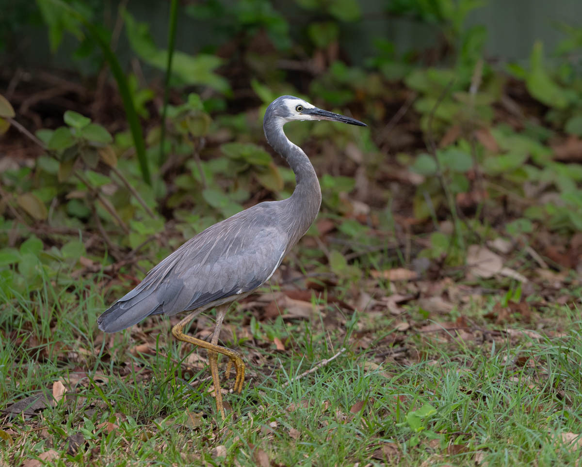 Click image for larger version

Name:	20231128_Backyard_0101.jpg
Views:	330
Size:	286.2 KB
ID:	505909