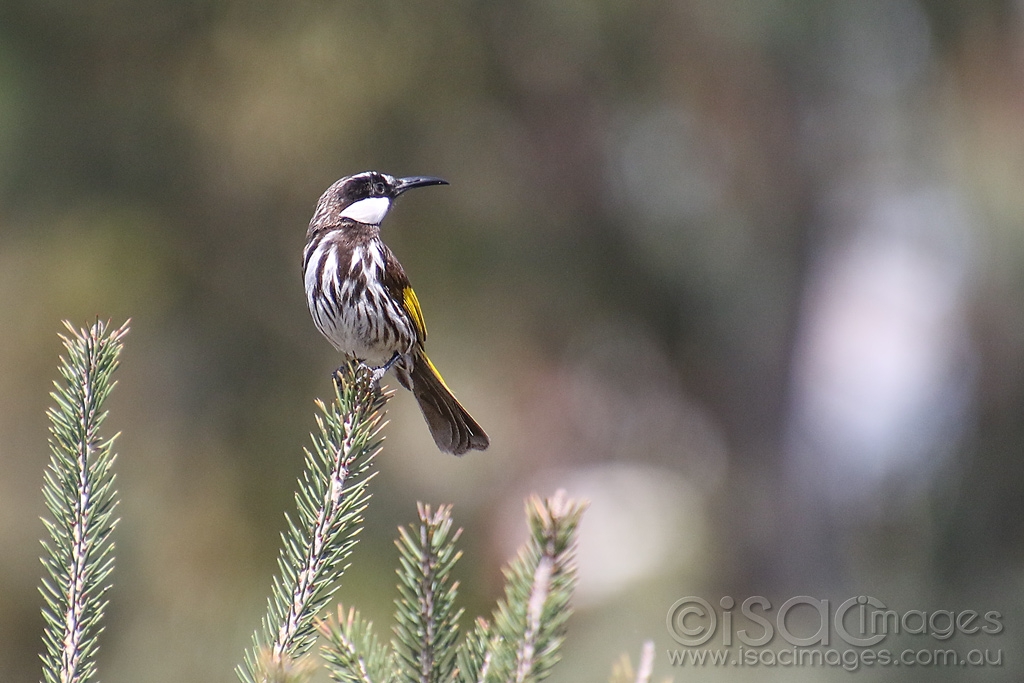 Click image for larger version

Name:	1618-White_Cheeked_Honeyeater.jpg
Views:	89
Size:	388.9 KB
ID:	474242