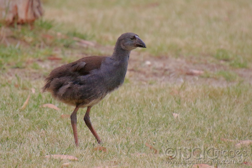 Click image for larger version

Name:	2071-Purple_Swamphen_Juvenile.jpg
Views:	93
Size:	443.1 KB
ID:	474243