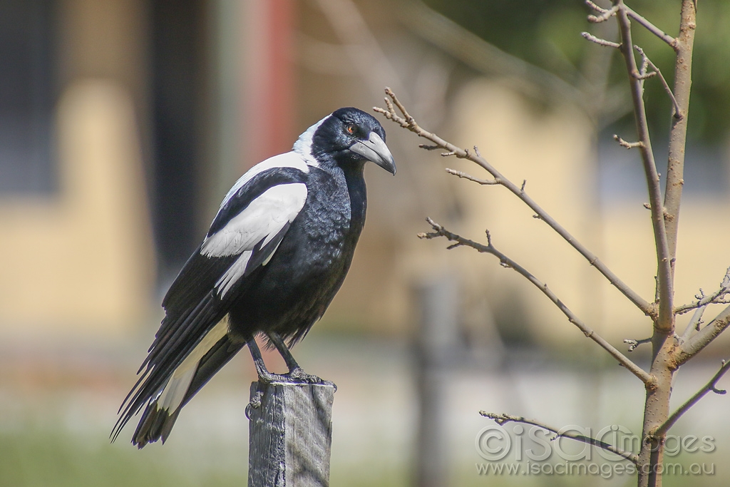 Click image for larger version

Name:	1628-Magpie.jpg
Views:	89
Size:	384.5 KB
ID:	474244