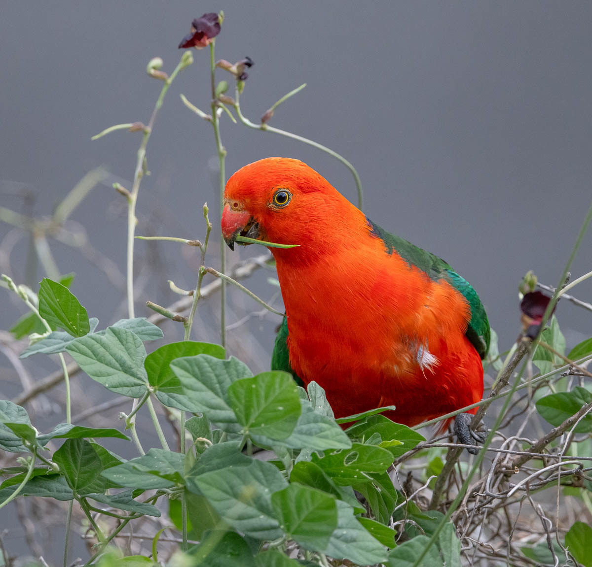 Click image for larger version

Name:	20231225_King_Parrot_0117.jpg
Views:	63
Size:	259.4 KB
ID:	506176