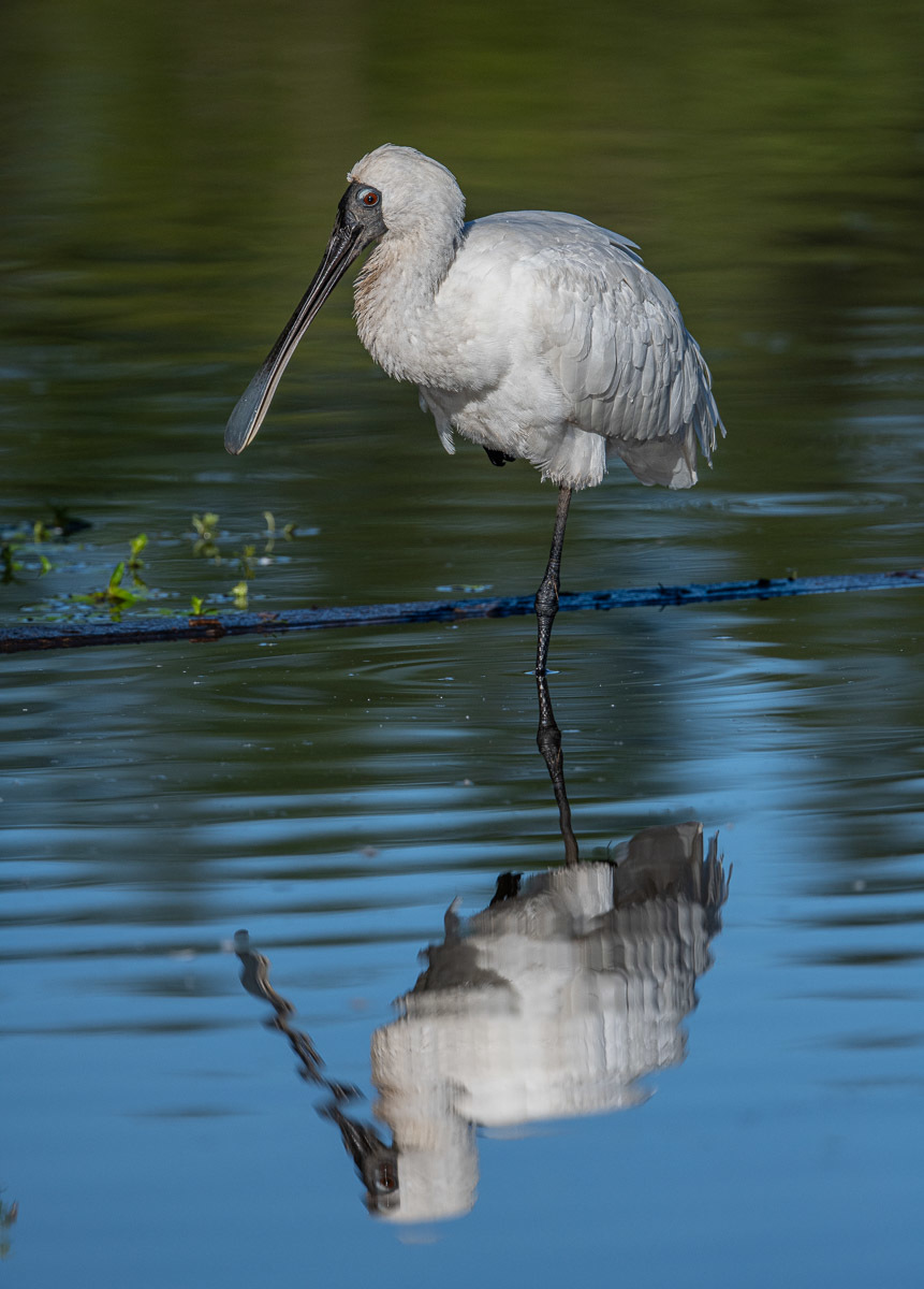 Click image for larger version

Name:	20240105_Tygum_Park_0265.jpg
Views:	58
Size:	226.7 KB
ID:	506356