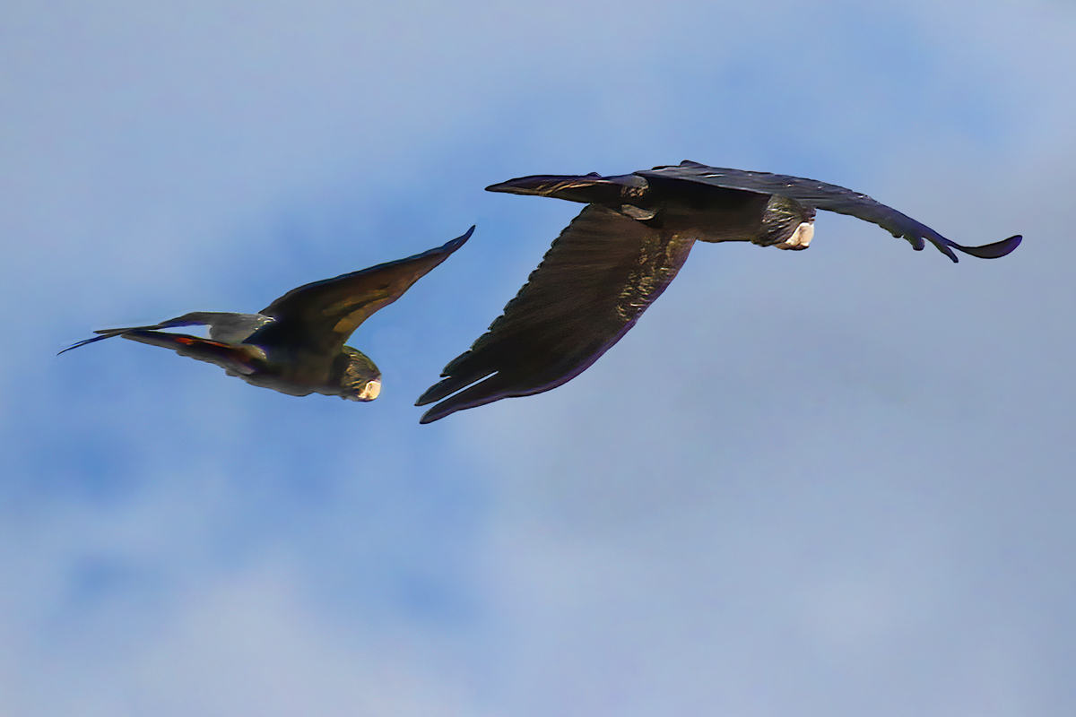 Click image for larger version

Name:	4683-Forest_Redtail_Black_Cockatpoos.jpg
Views:	55
Size:	293.3 KB
ID:	506472
