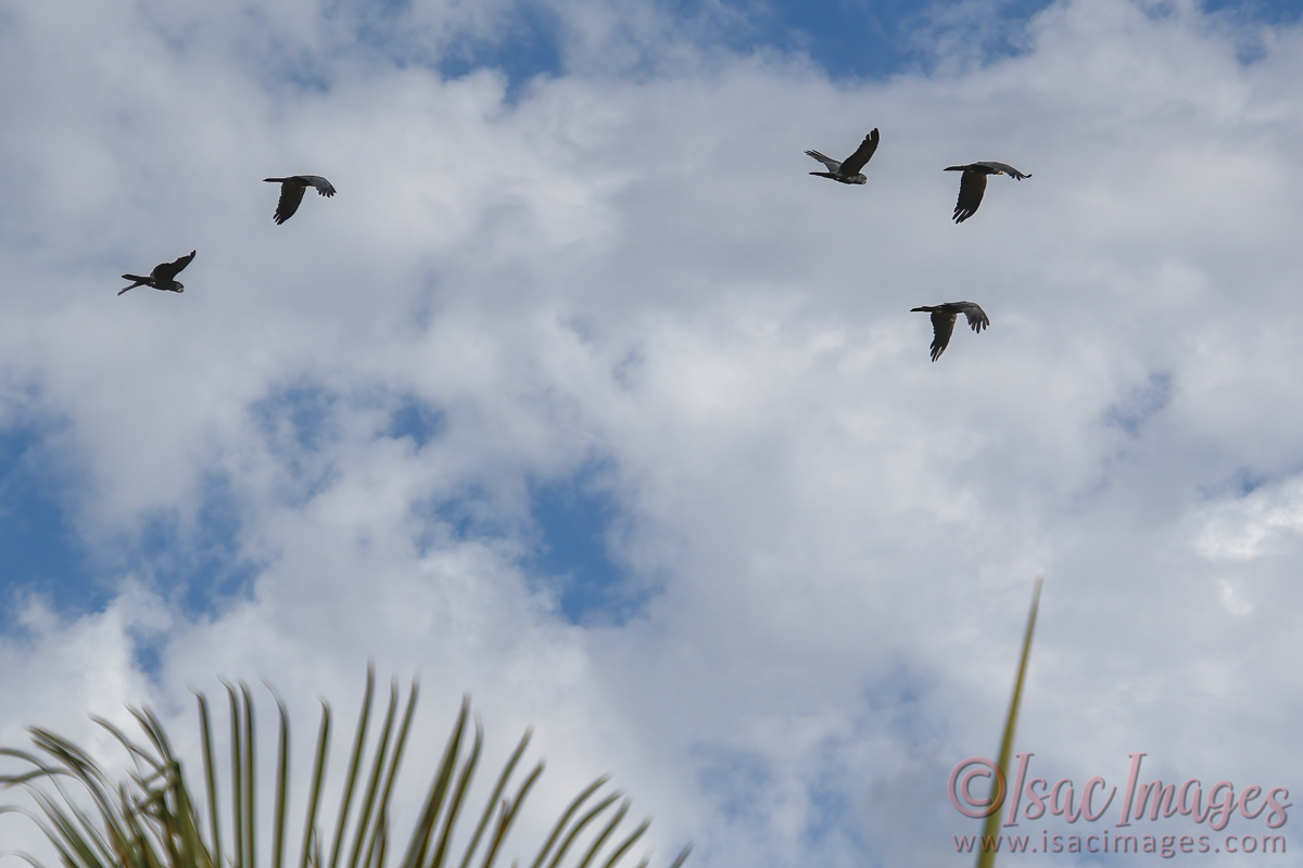 Click image for larger version

Name:	4681-Forest_Redtail_Black_Cockatpoos.jpg
Views:	64
Size:	278.0 KB
ID:	506473