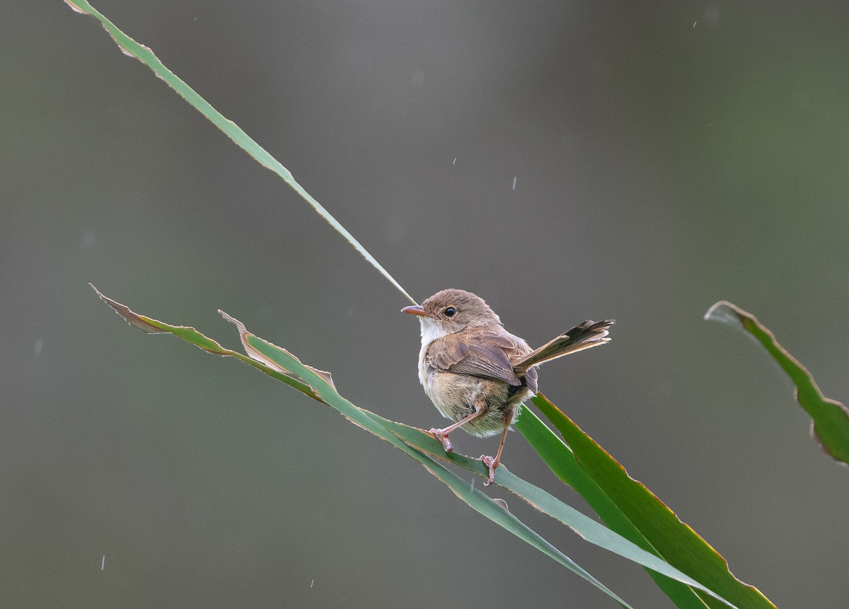 Click image for larger version

Name:	20240117_Eagleby_Wetlands_0011.jpg
Views:	92
Size:	202.8 KB
ID:	506522