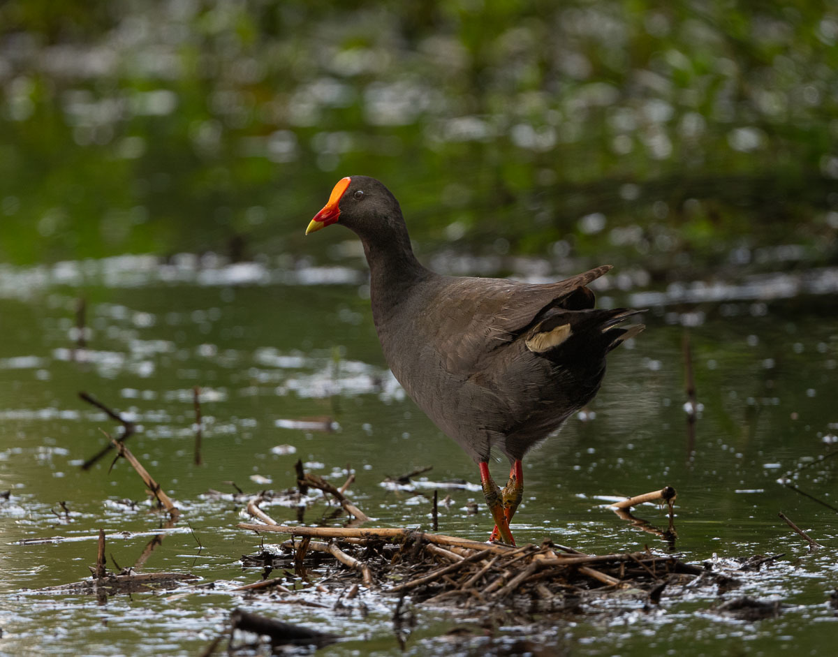 Click image for larger version

Name:	20240117_Eagleby_Wetlands_0019.jpg
Views:	87
Size:	277.9 KB
ID:	506523