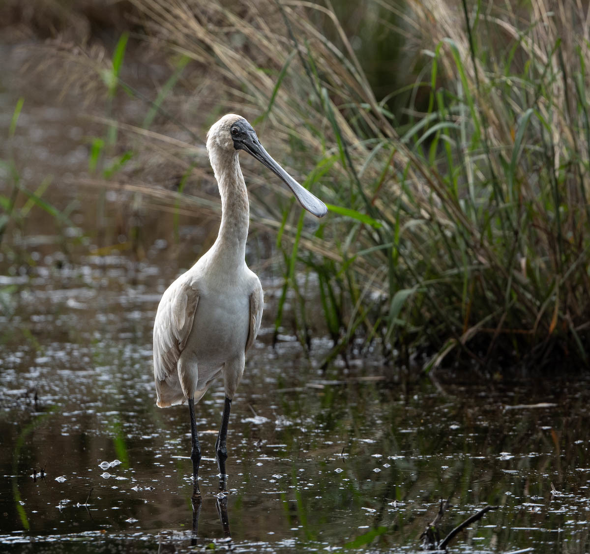 Click image for larger version

Name:	20240117_Eagleby_Wetlands_0015.jpg
Views:	91
Size:	304.0 KB
ID:	506524
