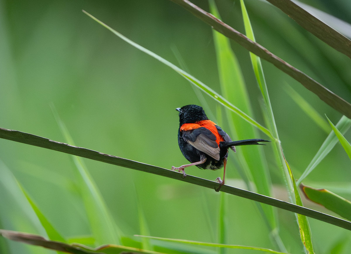 Click image for larger version

Name:	20240117_Eagleby_Wetlands_0001-Enhanced-NR.jpg
Views:	99
Size:	256.8 KB
ID:	506525