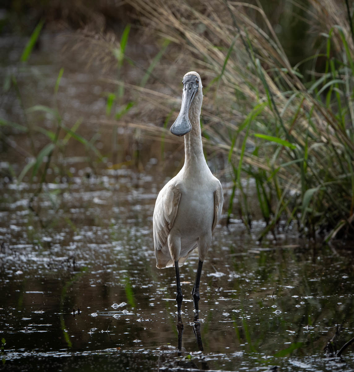 Click image for larger version

Name:	20240117_Eagleby_Wetlands_0014.jpg
Views:	87
Size:	290.4 KB
ID:	506526
