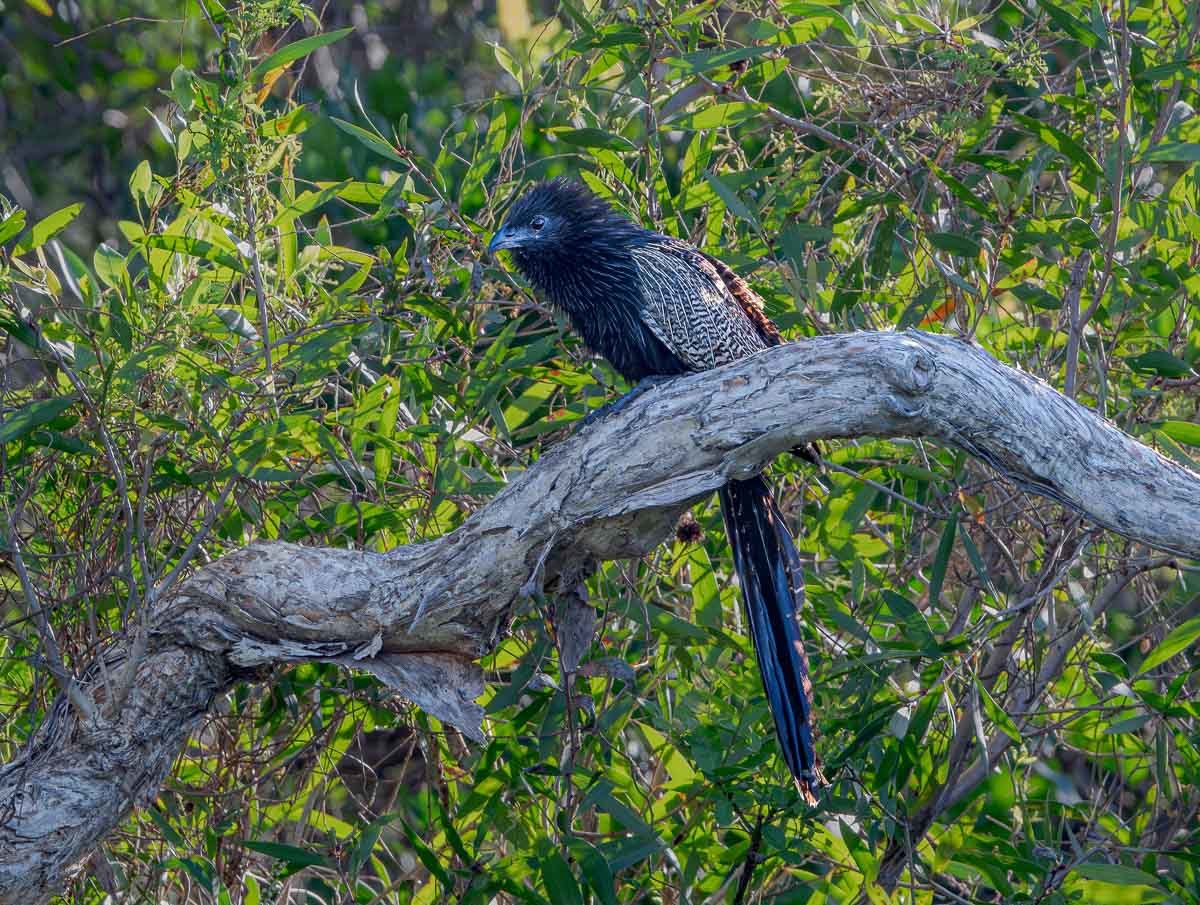 Click image for larger version

Name:	20240124_Eagleby_Wetlands_0022-Enhanced-NR-Edit.jpg
Views:	76
Size:	295.8 KB
ID:	506589