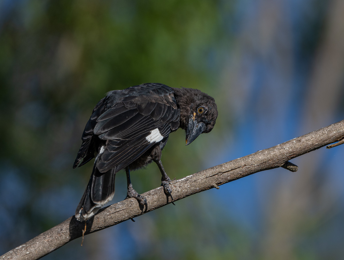 Click image for larger version

Name:	20240124_Eagleby_Wetlands_0047.jpg
Views:	61
Size:	258.8 KB
ID:	506590