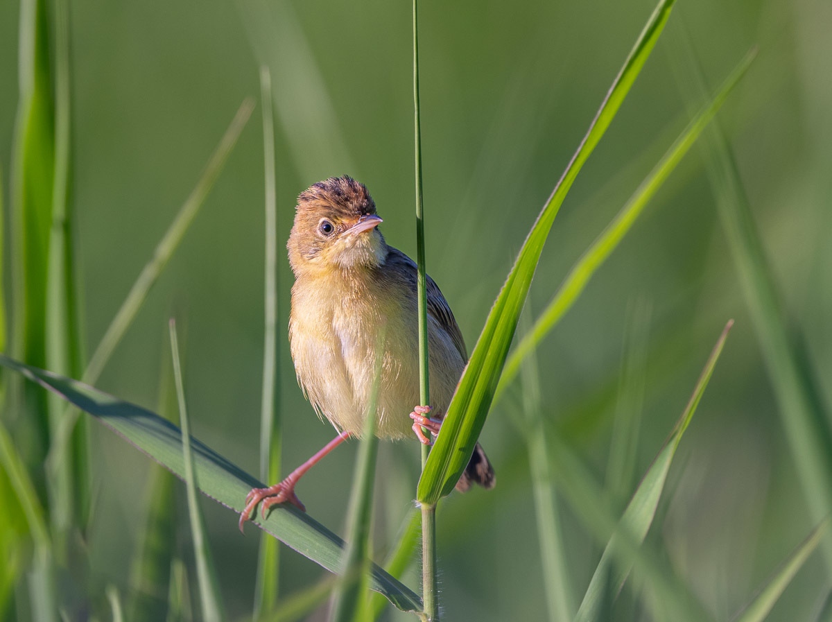 Click image for larger version

Name:	20240124_Eagleby_Wetlands_0006.jpg
Views:	64
Size:	206.4 KB
ID:	506591