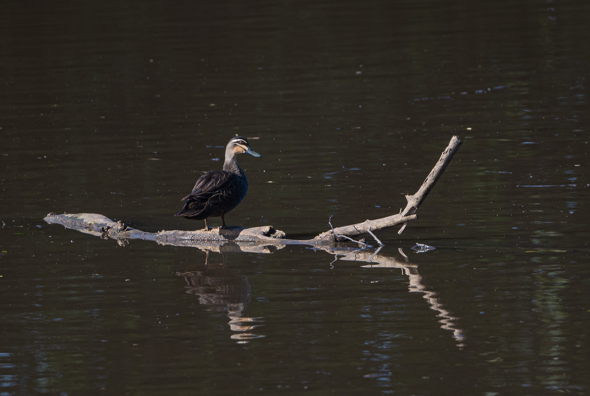 Click image for larger version

Name:	20240124_Eagleby_Wetlands_0063.jpg
Views:	57
Size:	244.9 KB
ID:	506592