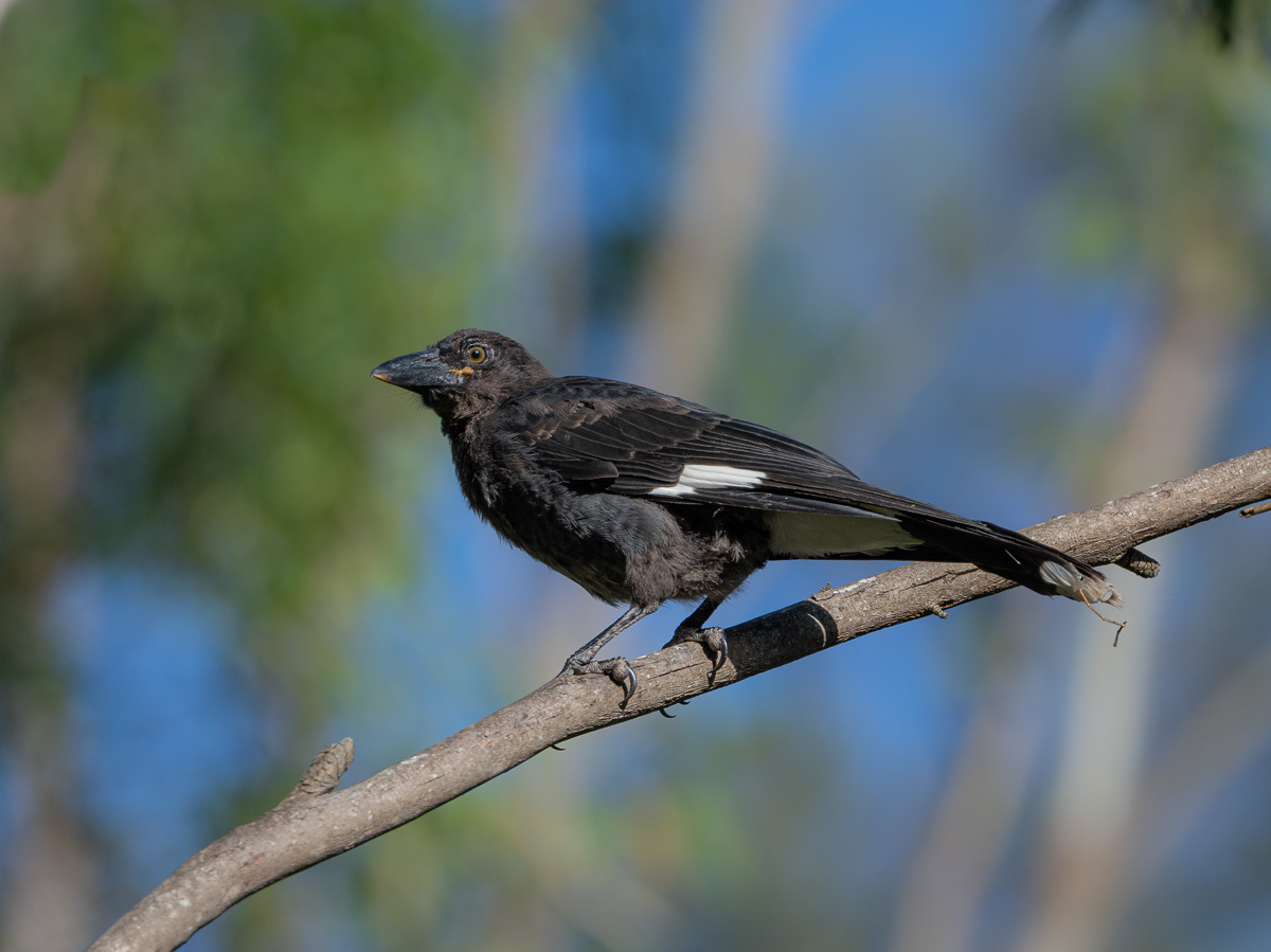 Click image for larger version

Name:	20240124_Eagleby_Wetlands_0056.jpg
Views:	64
Size:	234.3 KB
ID:	506593