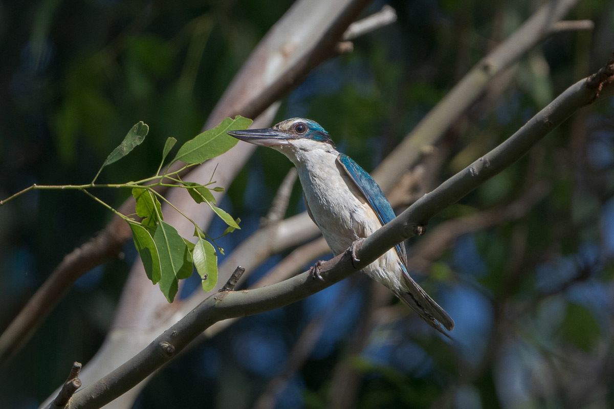 Click image for larger version

Name:	20240124_Eagleby_Wetlands_0061-Edit.jpg
Views:	102
Size:	216.3 KB
ID:	506629