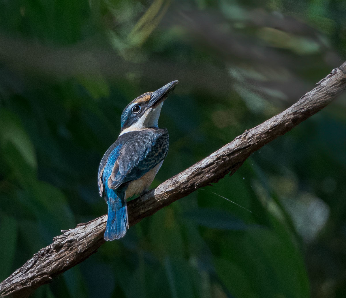 Click image for larger version

Name:	20240124_Eagleby_Wetlands_0121-Edit.jpg
Views:	91
Size:	264.6 KB
ID:	506632