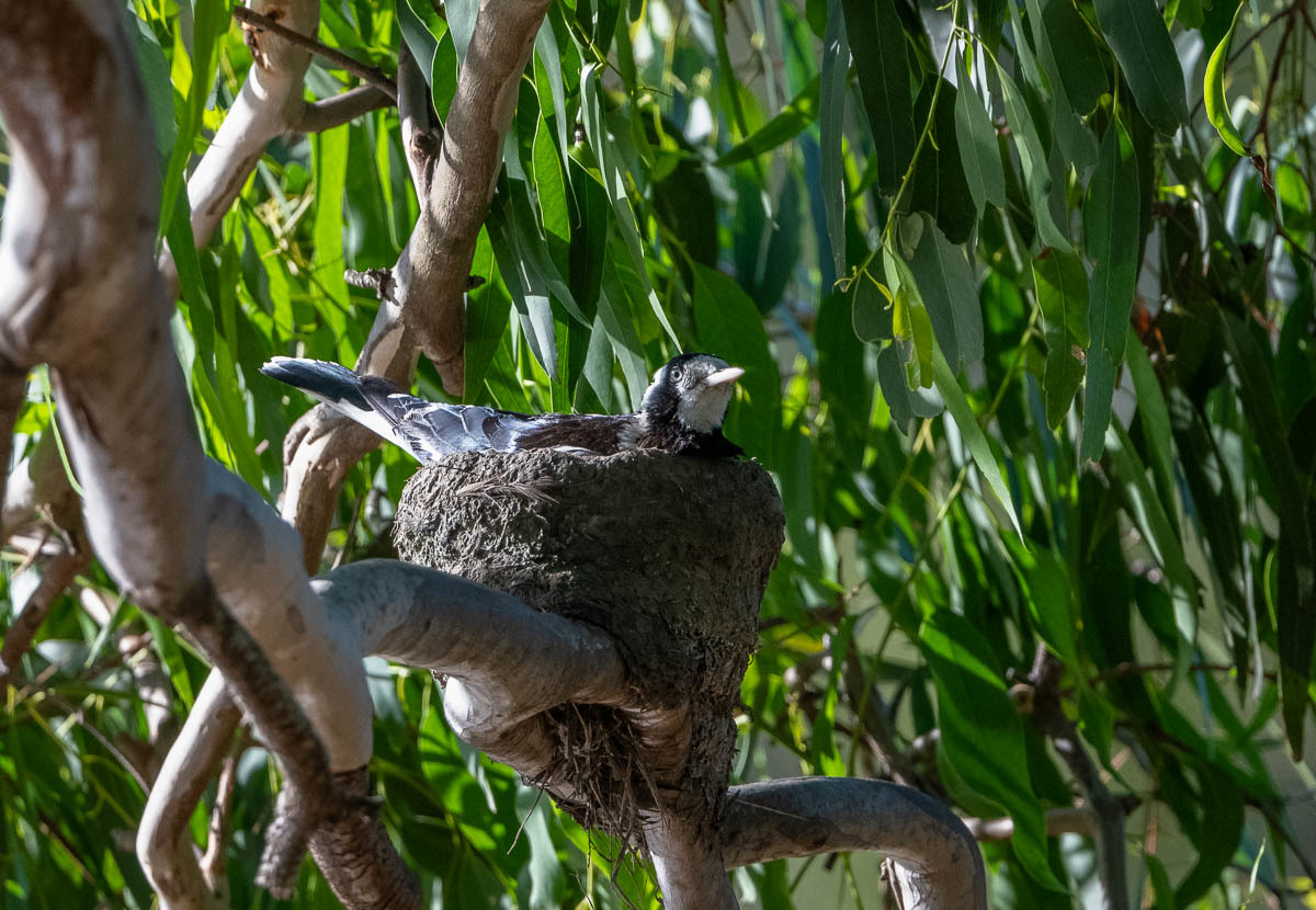 Click image for larger version

Name:	20240124_Eagleby_Wetlands_0093.jpg
Views:	84
Size:	298.9 KB
ID:	506633