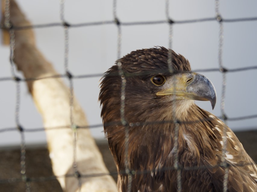 Click image for larger version

Name:	Eagle (Custom).jpg
Views:	73
Size:	83.9 KB
ID:	506679