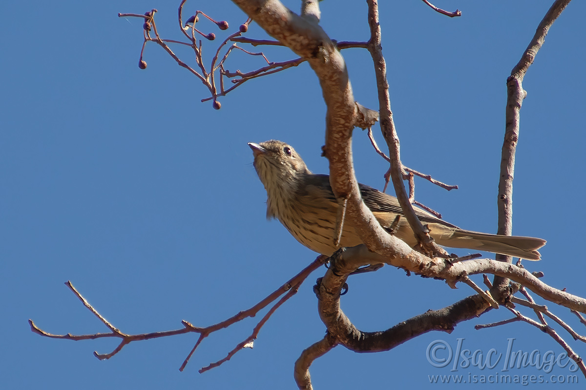 Click image for larger version

Name:	5949-Brown_Honeyeater.jpg
Views:	59
Size:	282.3 KB
ID:	506750