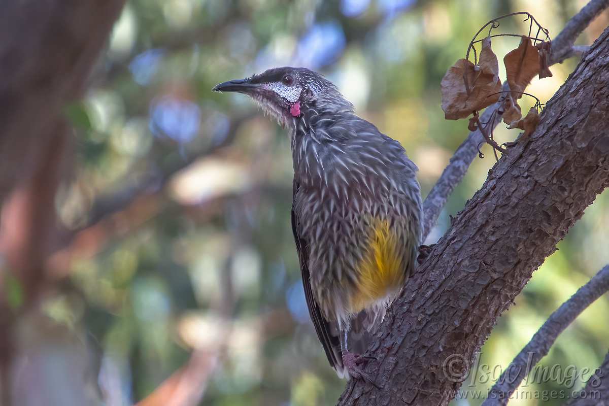 Click image for larger version

Name:	6039-Red_Wattlebird.jpg
Views:	69
Size:	280.6 KB
ID:	506754