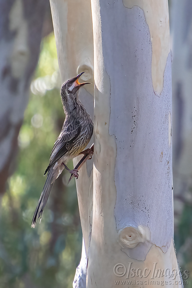 Click image for larger version

Name:	6040-Red_Wattlebird.jpg
Views:	56
Size:	276.6 KB
ID:	506755