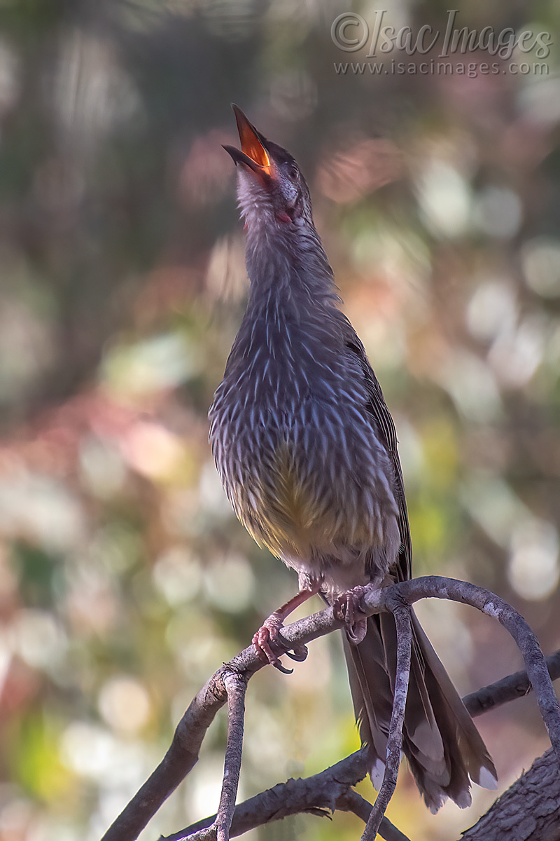 Click image for larger version

Name:	6046-Red_Wattlebird.jpg
Views:	50
Size:	291.9 KB
ID:	506756
