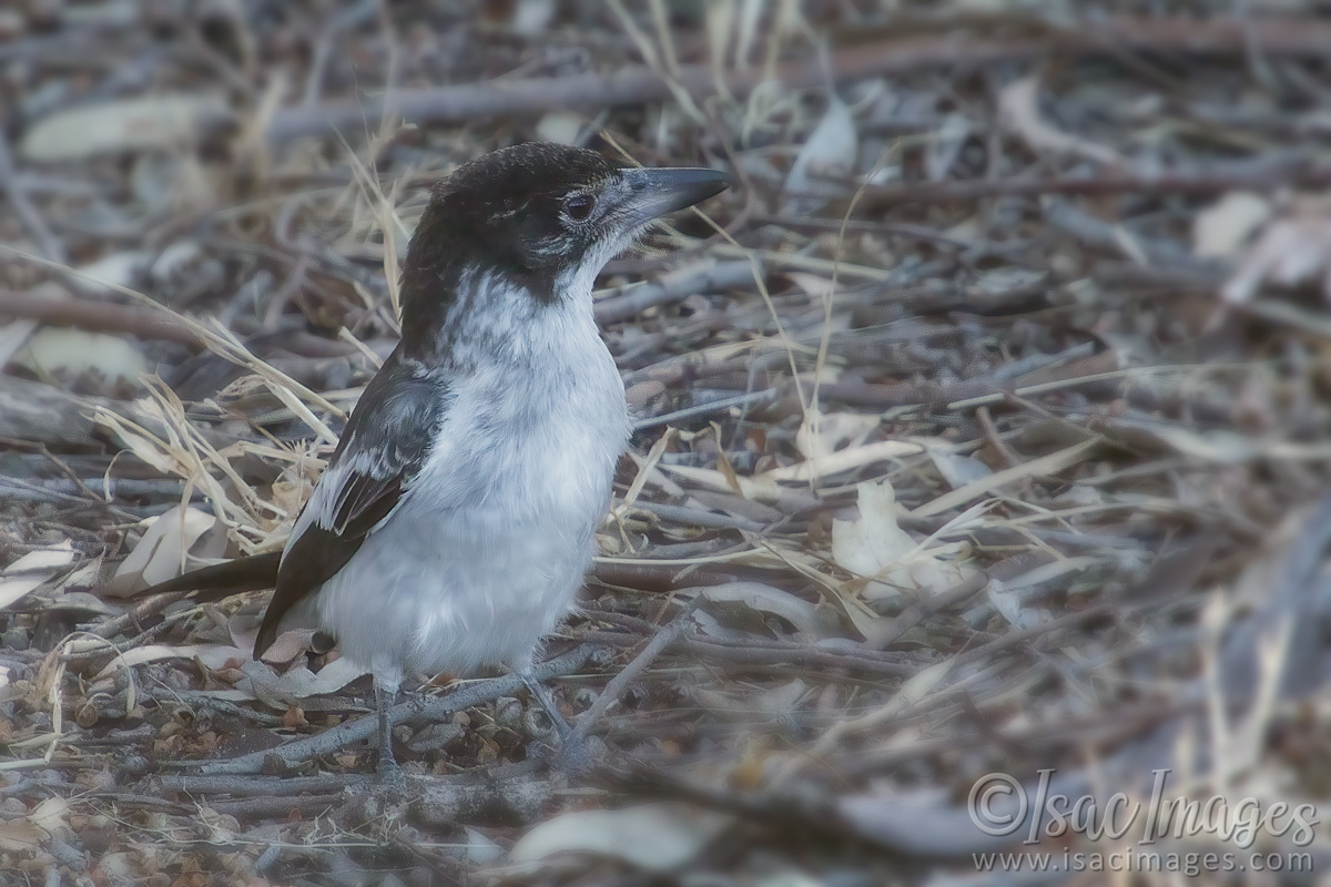 Click image for larger version

Name:	6021-Grey_Butcherbird.jpg
Views:	47
Size:	298.6 KB
ID:	506817