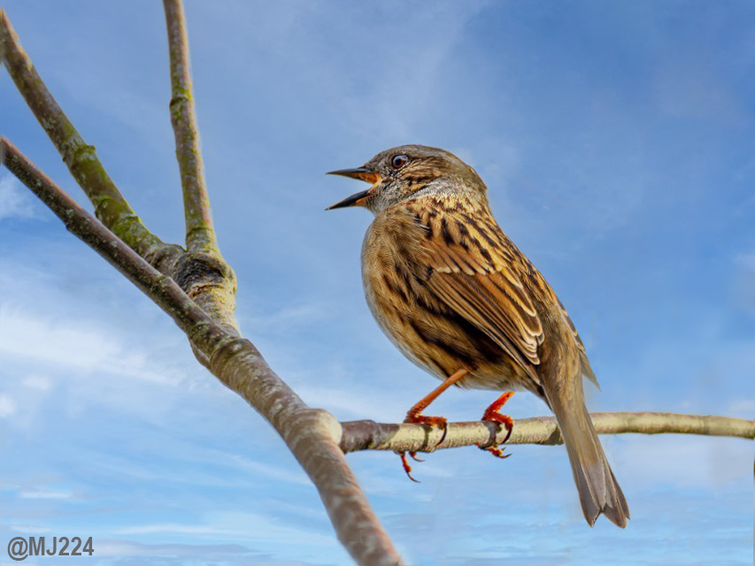 Click image for larger version

Name:	Dunnock.jpg
Views:	60
Size:	228.3 KB
ID:	507037