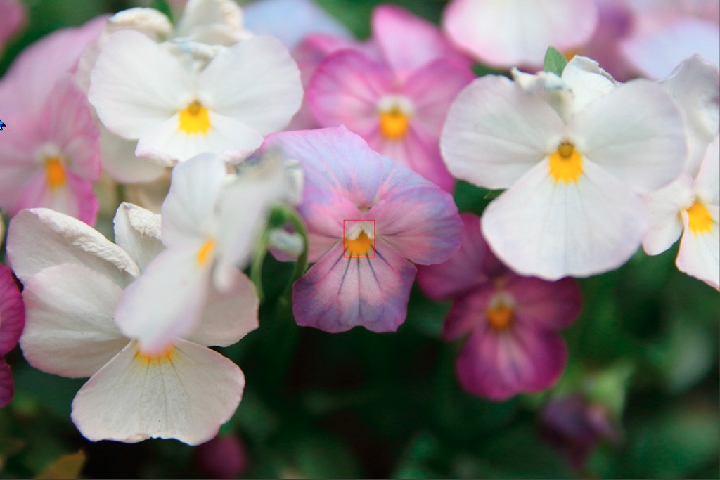 Click image for larger version

Name:	Flowers-1.jpg
Views:	44
Size:	103.6 KB
ID:	458634