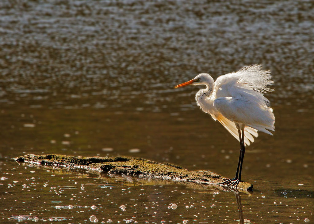 Click image for larger version

Name:	Egret.jpg
Views:	46
Size:	192.6 KB
ID:	396335