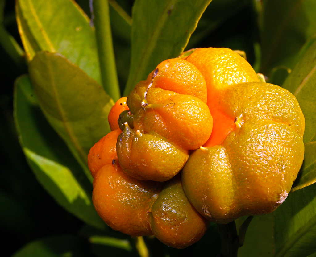 Click image for larger version

Name:	Cumquat.jpg
Views:	37
Size:	779.2 KB
ID:	407045