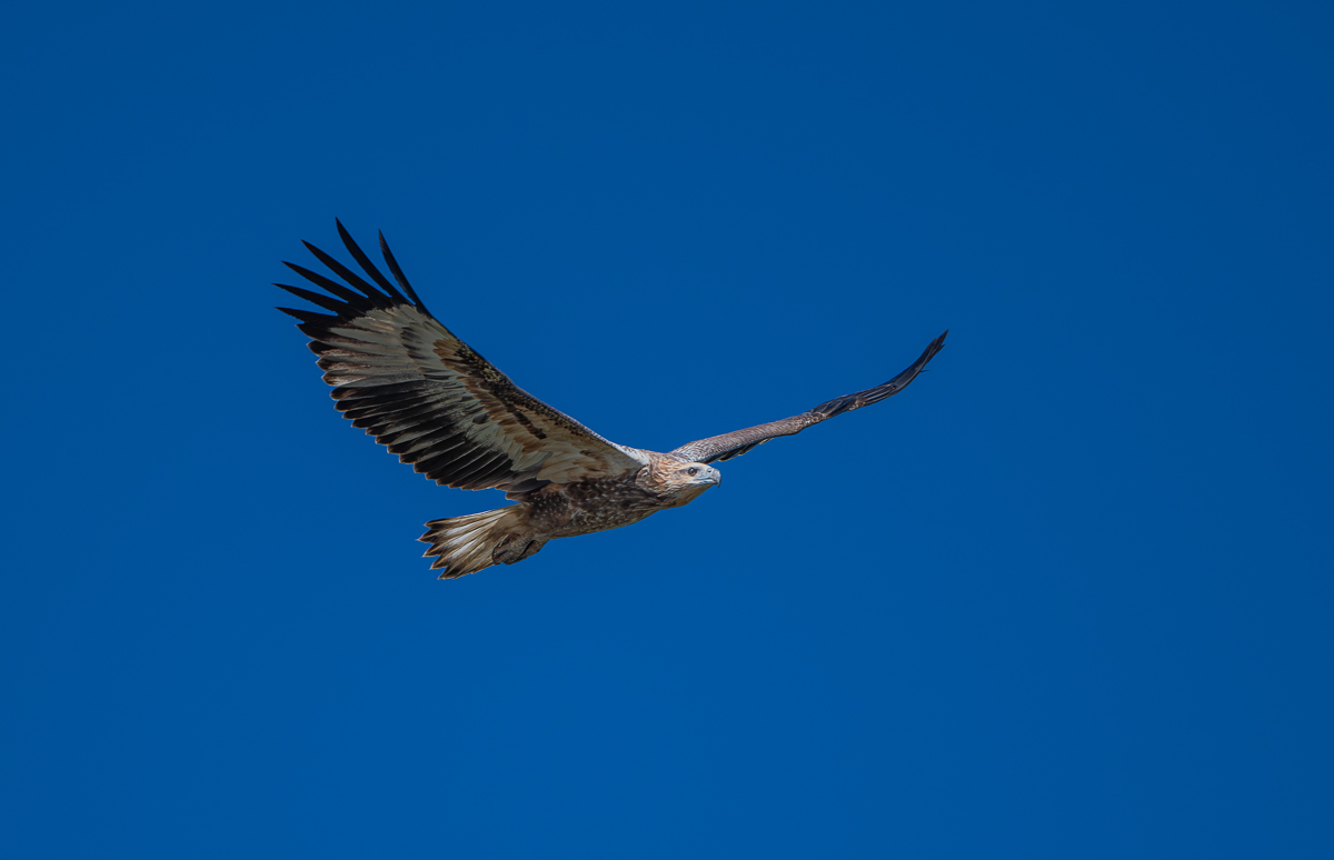Click image for larger version

Name:	20240410_Eagleby_Wetlands_0039-Enhanced-NR.jpg
Views:	84
Size:	221.2 KB
ID:	507539