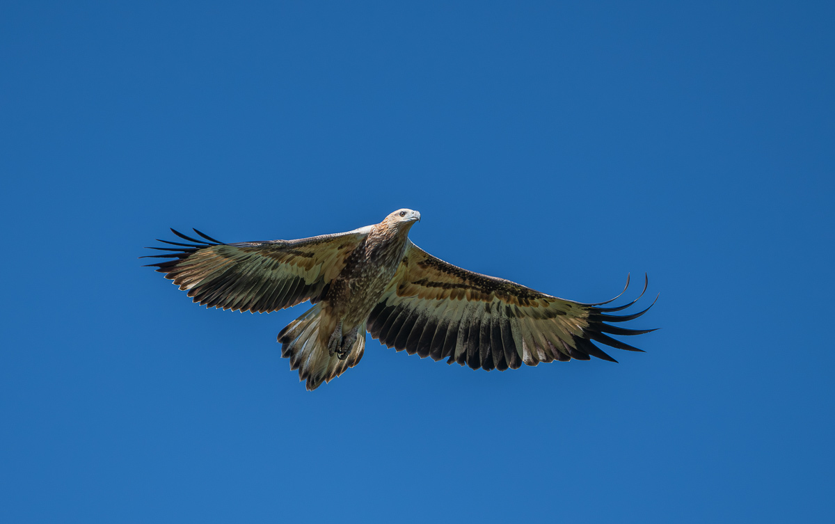 Click image for larger version

Name:	20240410_Eagleby_Wetlands_0042-Enhanced-NR.jpg
Views:	56
Size:	215.0 KB
ID:	507540