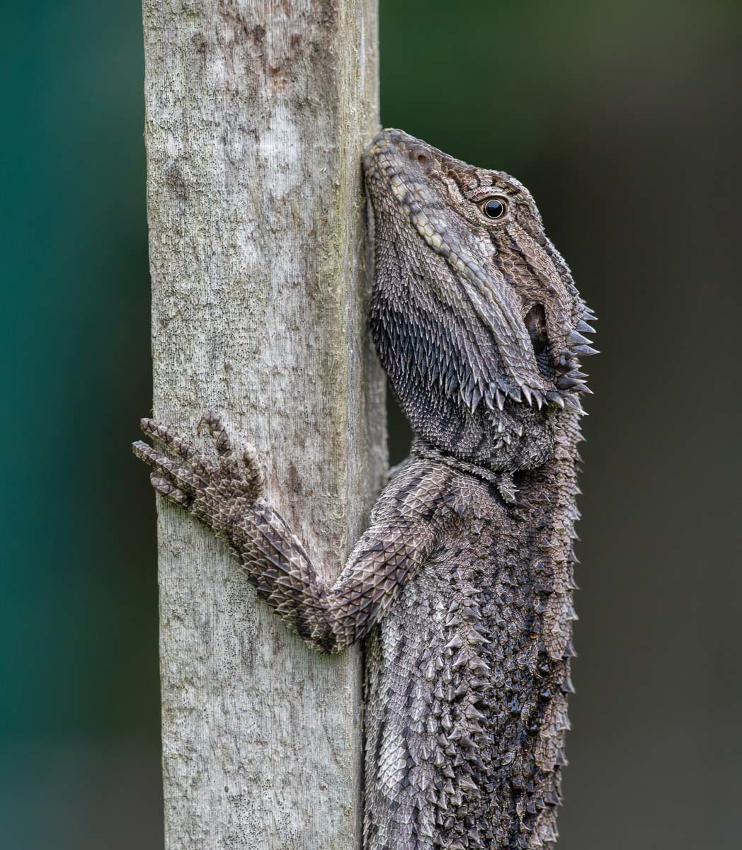 Click image for larger version

Name:	20240405_Bearded_Dragon_0009-Enhanced-NR.jpg
Views:	138
Size:	313.0 KB
ID:	507570
