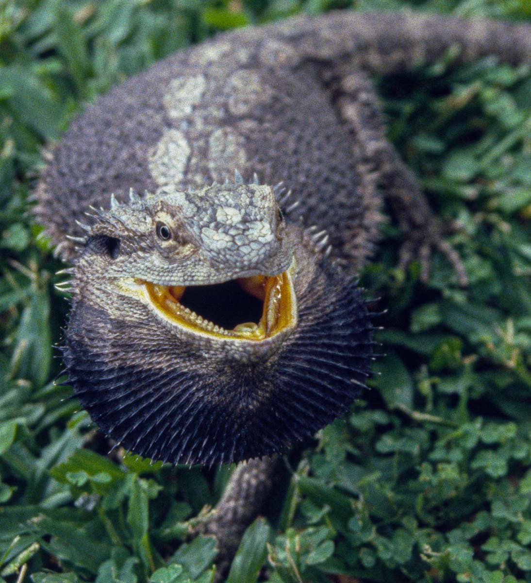 Click image for larger version

Name:	BeardedDragon.jpg
Views:	131
Size:	297.0 KB
ID:	507576