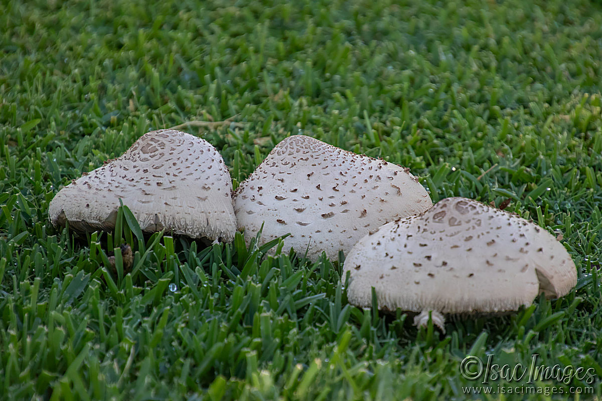 Click image for larger version

Name:	6449-Mushrooms.jpg
Views:	60
Size:	288.5 KB
ID:	507780