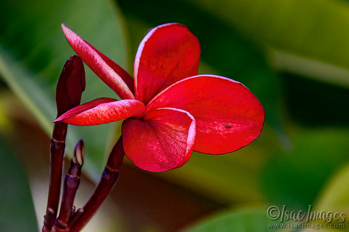 Click image for larger version

Name:	6490-Frangipani.jpg
Views:	53
Size:	277.3 KB
ID:	507782
