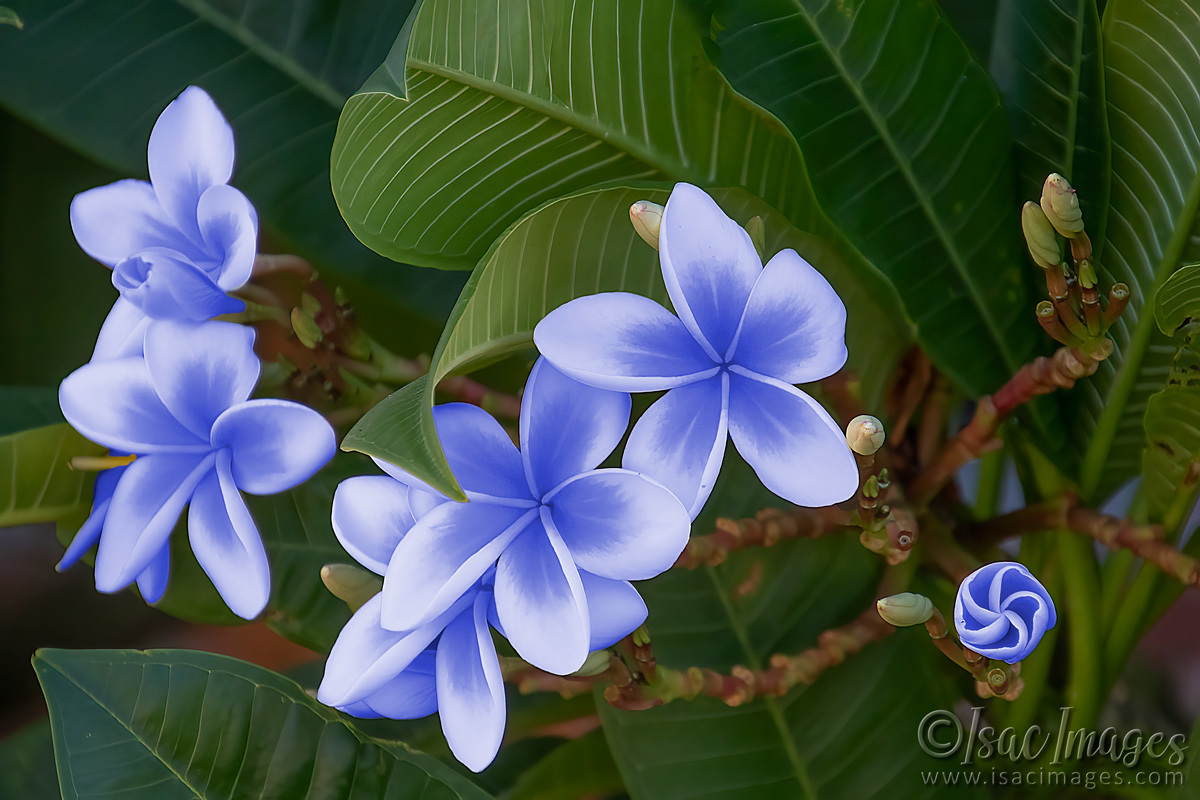 Click image for larger version

Name:	6479-Frangipanis.jpg
Views:	51
Size:	291.4 KB
ID:	507783