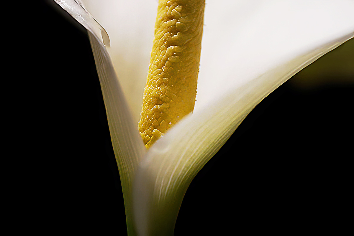 Click image for larger version

Name:	lily-GBE.jpg
Views:	62
Size:	274.0 KB
ID:	507925