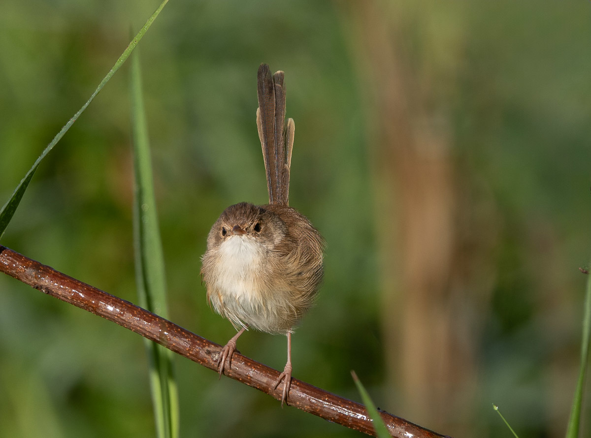 Click image for larger version

Name:	20240605_Eagleby_Wetlands_0003-Edit.jpg
Views:	63
Size:	204.4 KB
ID:	508316