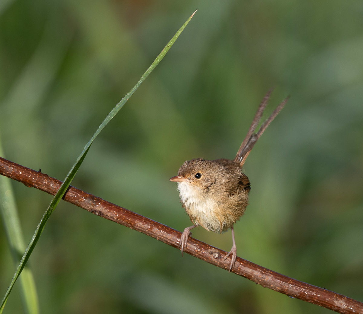 Click image for larger version

Name:	20240605_Eagleby_Wetlands_0010.jpg
Views:	58
Size:	211.4 KB
ID:	508317