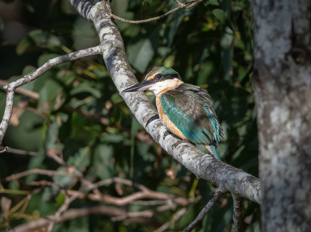 Click image for larger version

Name:	20240605_Eagleby_Wetlands_0038.jpg
Views:	59
Size:	242.7 KB
ID:	508318