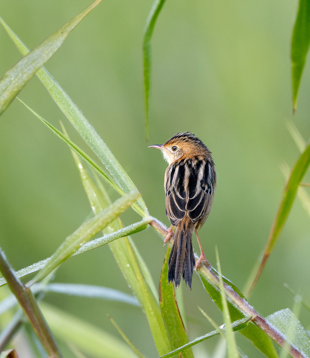 Click image for larger version

Name:	20240605_Eagleby_Wetlands_0017-Edit.jpg
Views:	58
Size:	256.8 KB
ID:	508319