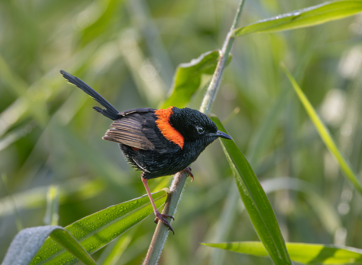 Click image for larger version

Name:	20240605_Eagleby_Wetlands_0016-Enhanced-NR-Edit.jpg
Views:	65
Size:	225.6 KB
ID:	508320