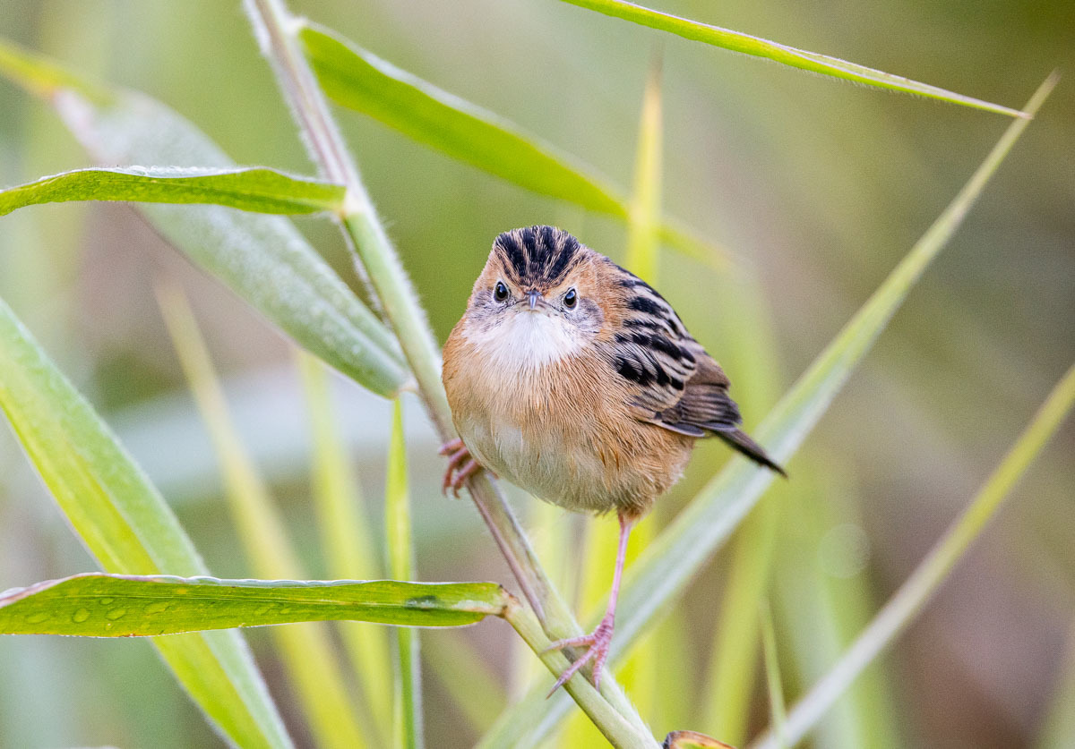 Click image for larger version

Name:	20240612_Eagleby_Wetlands_0042.jpg
Views:	57
Size:	244.4 KB
ID:	508429