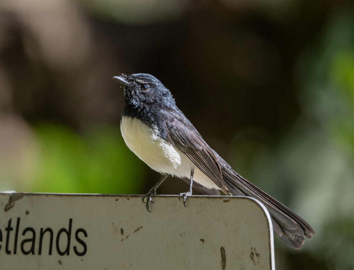 Click image for larger version

Name:	20240612_Eagleby_Wetlands_0081-Edit.jpg
Views:	48
Size:	210.0 KB
ID:	508475